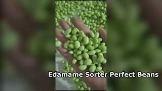 180 Raupen-Edamame-Farbsortierer – hohe Kapazität und geringer Bruch.