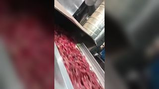 Zwei Raupen-Chili-Farbsortierer