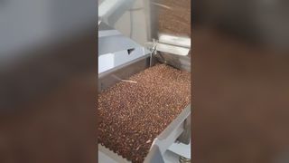 Farbsortierer für Rettichsamen