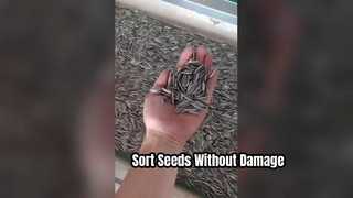 Sonnenblumenkern-Crawler-Farbsortierer